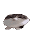 Cat Bounce Sticker