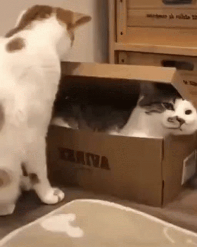 Cat Box GIF