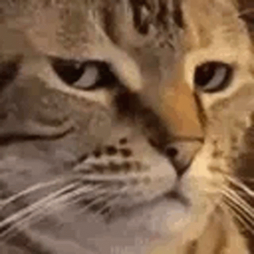 Cat Bruh Twitch GIF