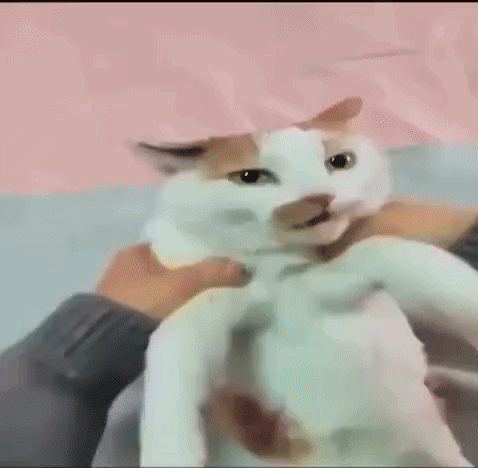 Cat Burrito GIF
