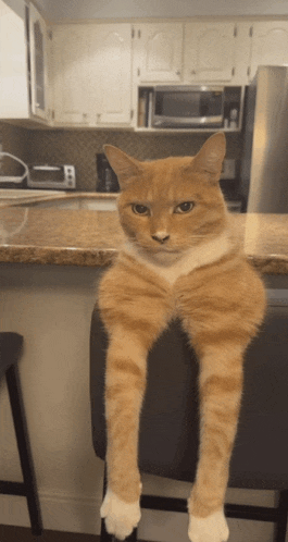 Cat Car Meme