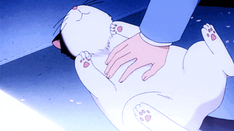 Cat Caricia GIF