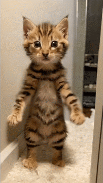 Cat Cat Dance GIF