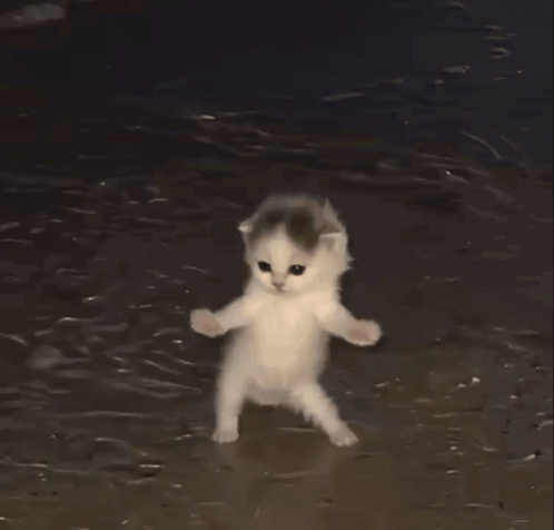 Cat Cat Dance GIF