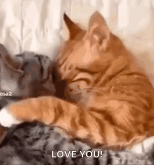 Cat Cat Kiss GIF