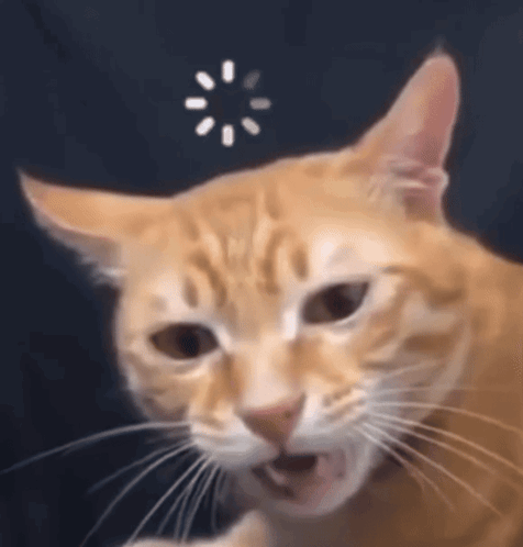 Cat Cat Loading GIF