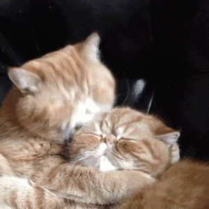 Cat Cat Love GIF