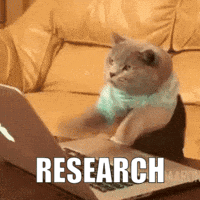 Cat Cat Meme GIF