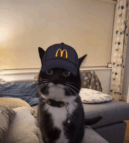 Cat Cat Meme GIF