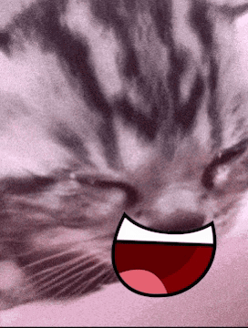 Cat Cat Meme GIF