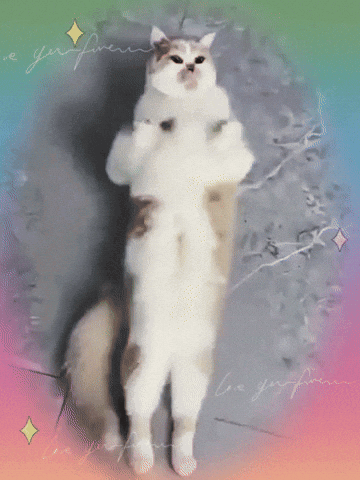Cat Cat Meme GIF