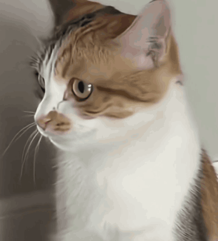 Cat Cat Meme GIF