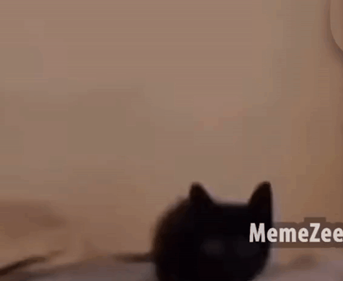 Cat Cat Meme GIF