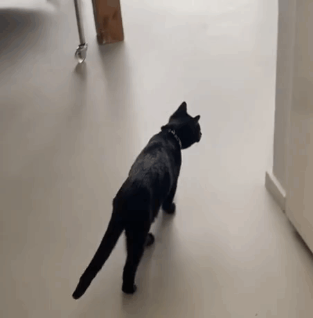 Cat Cat Meme GIF