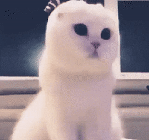 Cat Cat Meme GIF