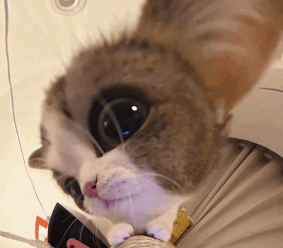 Cat Cat Meme GIF