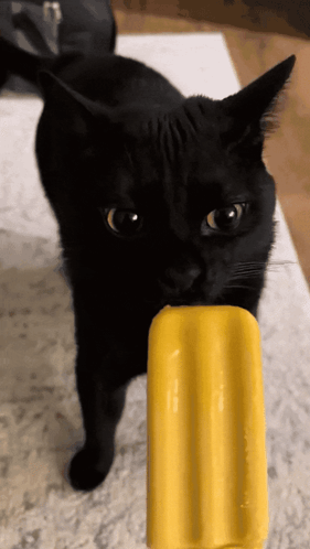Cat Cat Meme GIF