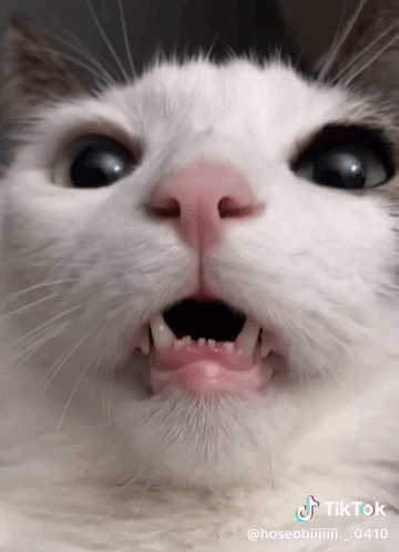 Cat Cat Meme GIF