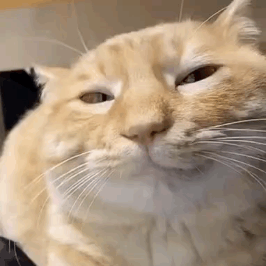Cat Cat Meme GIF