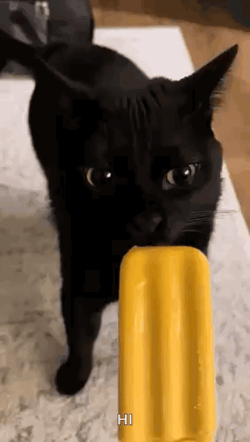 Cat Cat Meme GIF