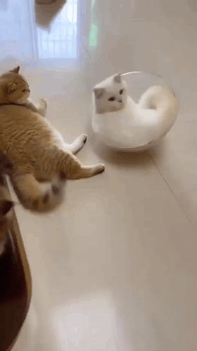 Cat Cat Meme GIF