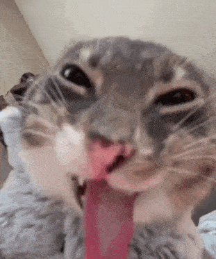 Cat Cat With Tongue GIF