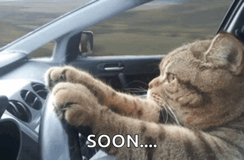 Cat Catdriving GIF