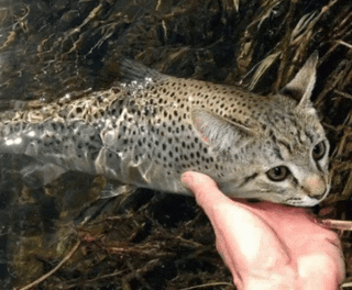 Cat Catfish GIF