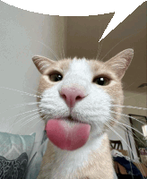 Cat Cats Sticker