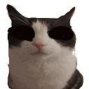 Cat Cats Sticker
