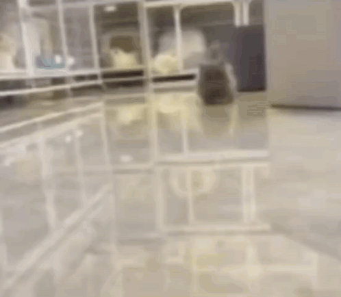 Cat Cats GIF
