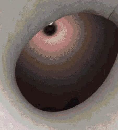 Cat Cats GIF
