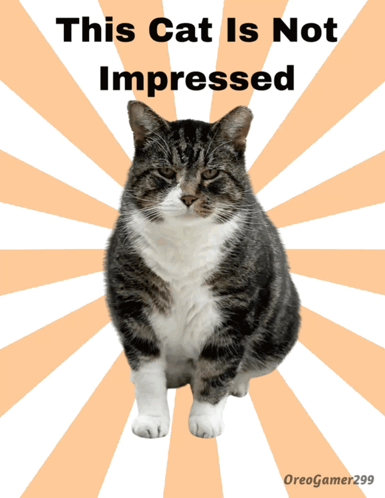Cat Cats GIF