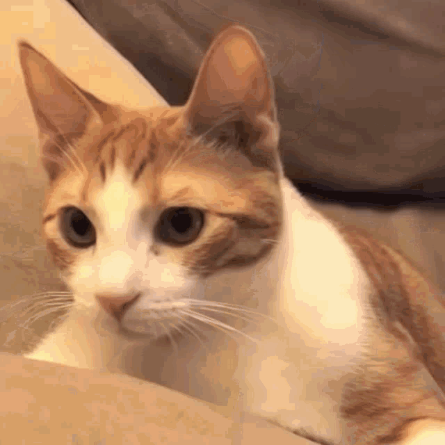 Cat Cats GIF