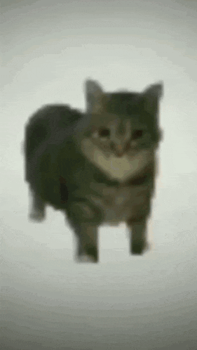 Cat Cats GIF
