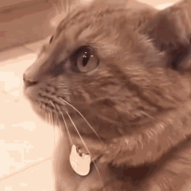 Cat Cats GIF