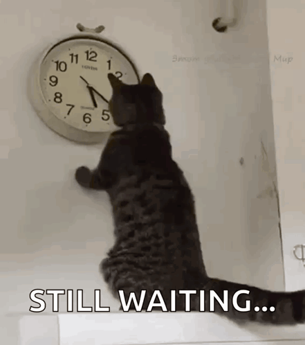 Cat Changing The Clock Changing The Time GIF