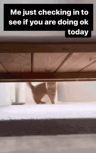 Cat Checking GIF