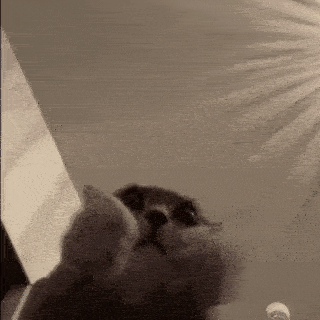 Cat Clapping Silly GIF