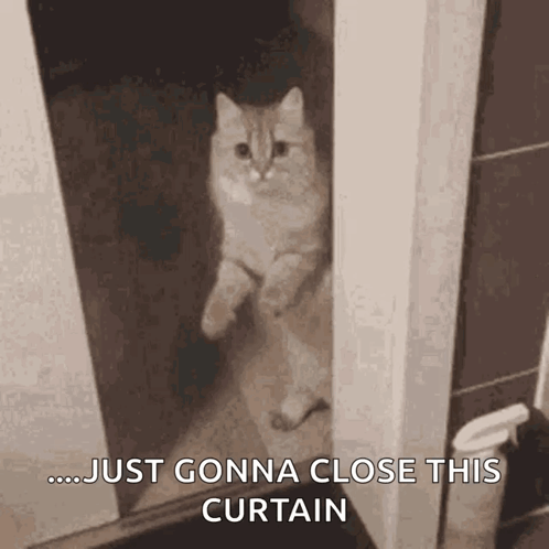 Cat Close Door GIF