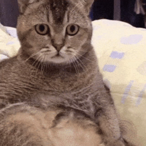 Cat Confused GIF