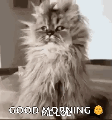 Cat Confused GIF