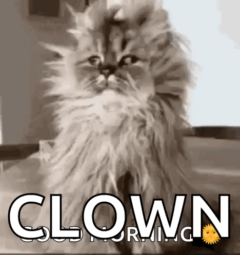 Cat Confused GIF