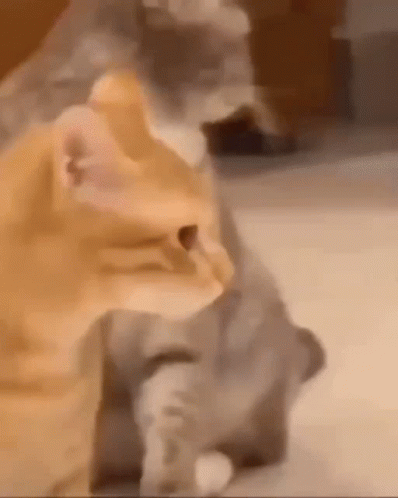 Cat Cough GIF