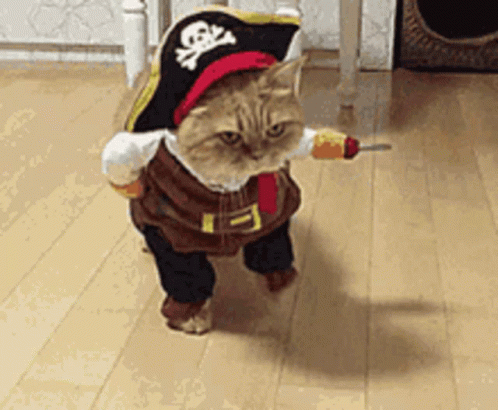 Cat GIF
