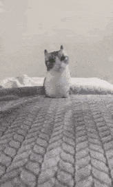 Cat Crushed GIF