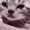 Cat Crying Zane Lacey GIF
