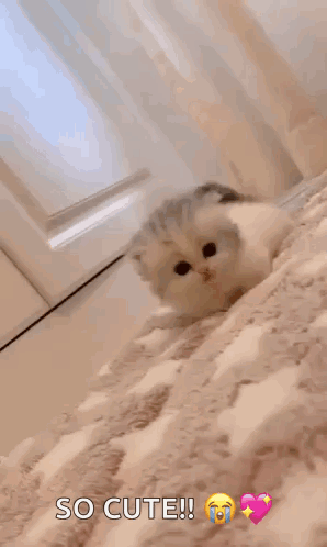 Cat Cute GIF