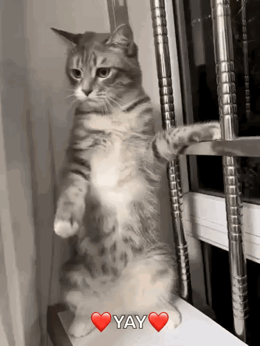 Cat Cute Cat GIF
