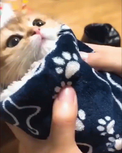 Cat Cute GIF